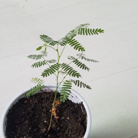 Купить Черенок Mimosa Hostilis plant Jurema, Tenuiflora