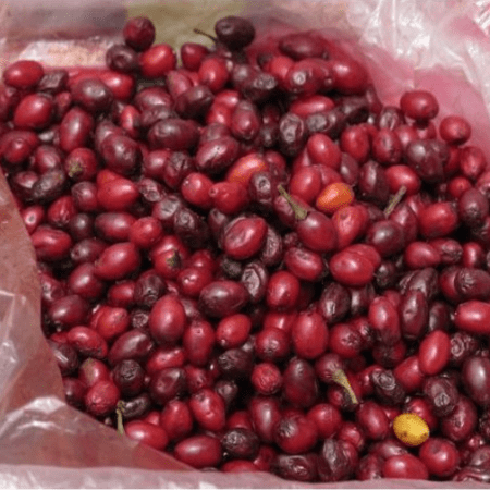 Купить Семена Коки (Bolivian Coca Seeds) 15 Штук