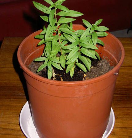 Купить черенок Heimia Salicifolia (Sinicuichi / Sun Opener)