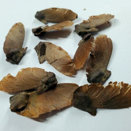 Купить семена diplopterys cabrerana