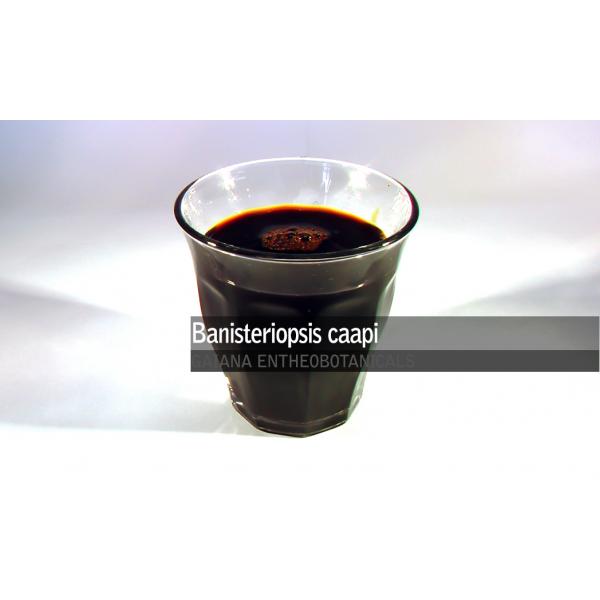 Купить Banisteriopsis caapi экстракт х30