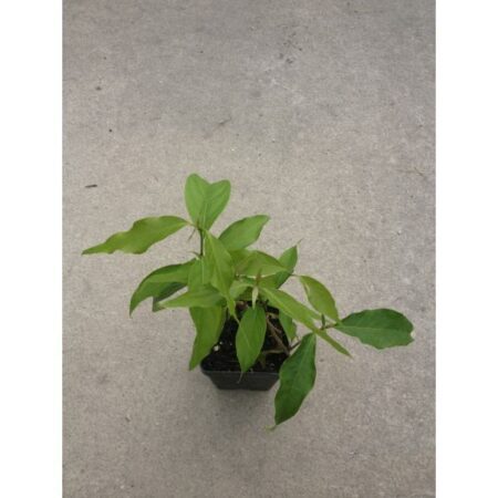 Купить Черенок Banisteriopsis Caapi (Yage’) “Cielo Strain”