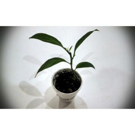 Купить черенок Cestrum Nocturnum (Night-Blooming Jasmine)