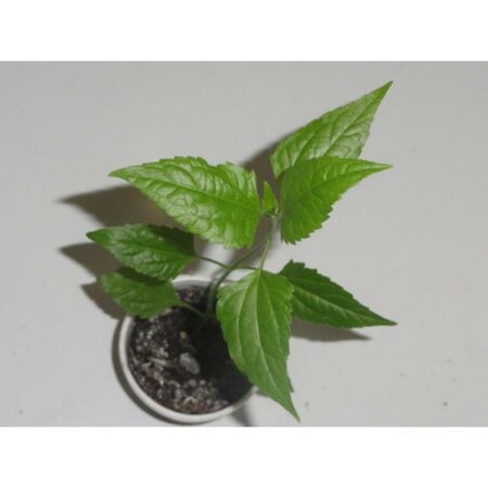 Купить черенок Chromolaena Odorata (Dream Herb/ Hatz) “Sweet Dreams”