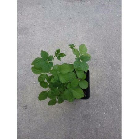 Купить черенок Gynostemma Pentaphyllum (Jiaogulan)