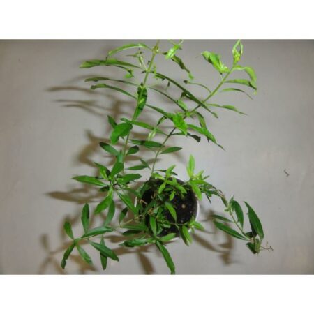 Купить Черенок Heimia Myrtifolia (Sinicuichi / Sun Opener)