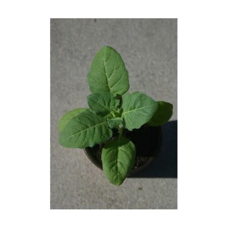 Купить черенок Hyoscyamus Niger (Black Henbane)