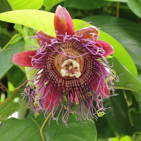 Купить черенок Passiflora Decaisneana (Grenadilla)