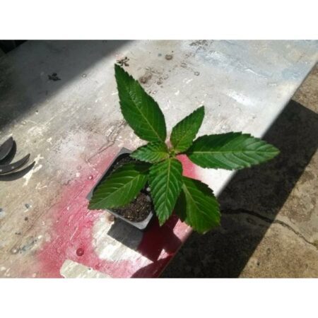 Купить черенок Turnera Ulmifolia (“Damiana” / Yellow Alder)