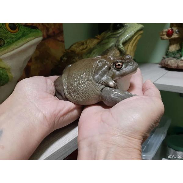 купить колорадскую жабу bufo alvarius