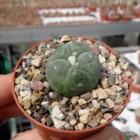 Купить Живой Кактус пейот лофофора (Lophophora frici)