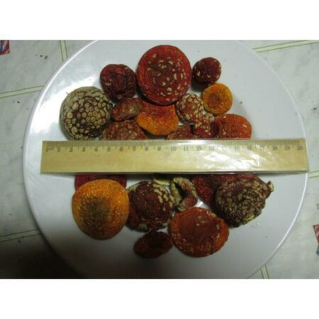 Купить Мухомор Красный, Экстракт х10 (Amanita Muscaria)