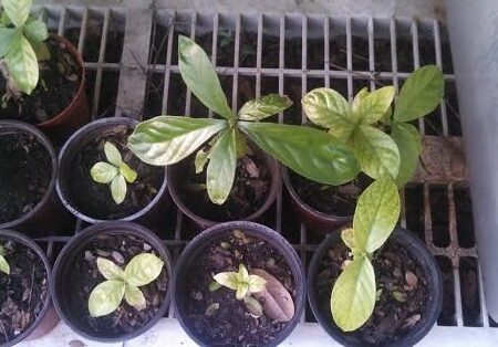 Купить черенок Psychotria viridis - Chacruna