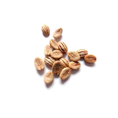 Купить Семена Psychotria viridis - Chacruna seeds