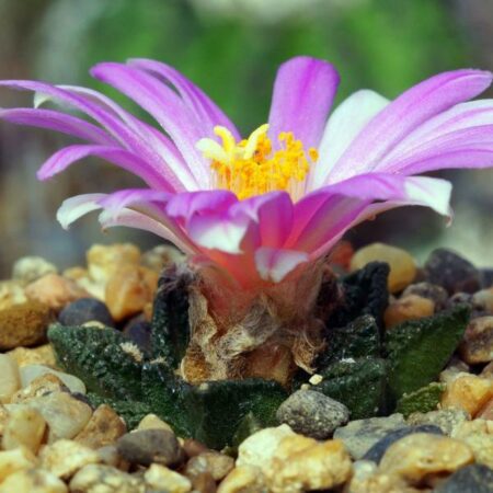 Купить семена Ariocarpus fissuratus var. hintonii