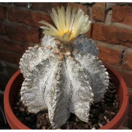 Купить Семена Astrophytum asterias x ornatum