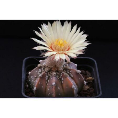 Купить Семена Astrophytum capricorne х asterias cv. Super Kabuto
