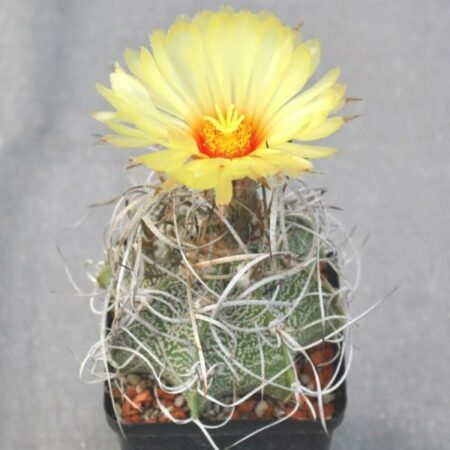 Купить Семена Astrophytum capricorne v. major (PLapp) x aster. Gonzales