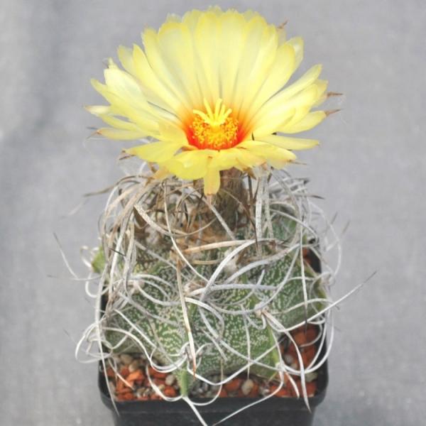 Купить Семена Astrophytum capricorne v. major (PLapp) x aster. Gonzales