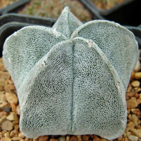 Купить Семена Astrophytum coahuilense