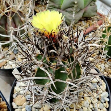 Купить Семена Astrophytum crassispinum