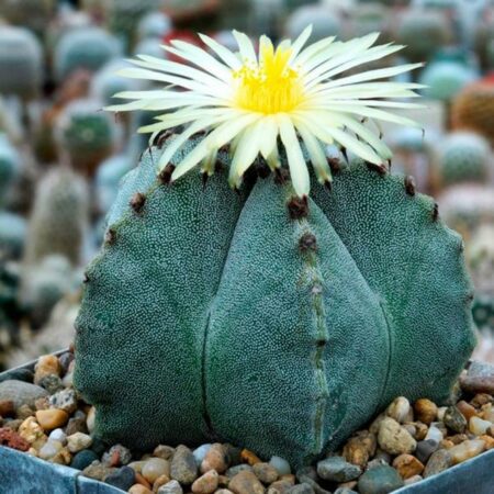 Купить Семена Astrophytum myriostigma SB 262