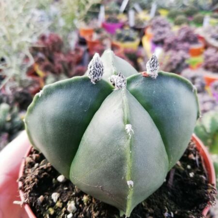 Купить Семена Astrophytum myriostigma var. nudum
