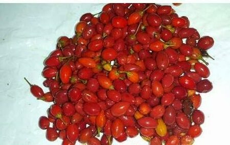 Купить Семена drug lord coca seeds