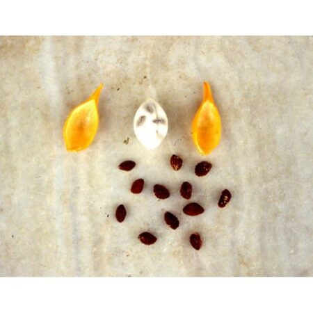 Купить Семена Ибоги (Tabernanthe iboga) 75 семян