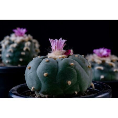 Купить Семена Lophophora williamsii SB 854