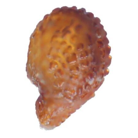 Купить семена Местоклема (Mestoklema macrorrhiza)