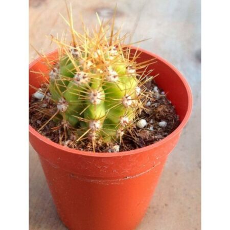 Купить Семена Trichocereus candicans