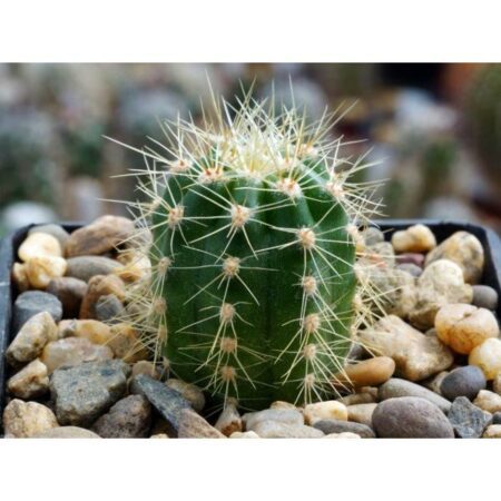 Купить Семена Trichocereus chilensis var. panhoplites