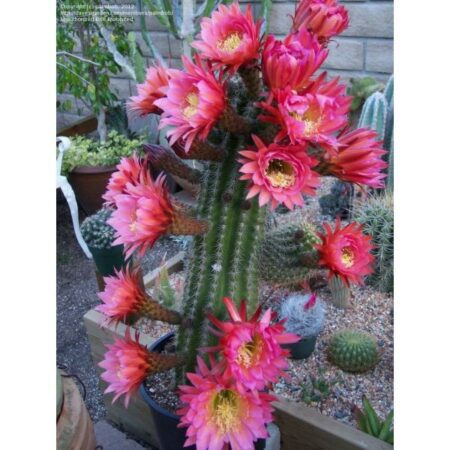 Купить Семена Trichocereus hybrid