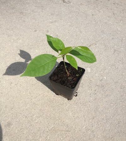 Купить Черенок Alicia Anisopetala (Black Caapi)