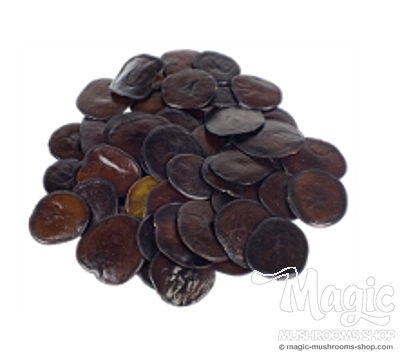 Купить Семена Анаденантера иноземная (Anadenanthera peregrina)