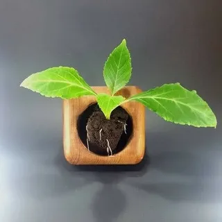 Купить сальвия дивинорум заказать шалфей предсказателей